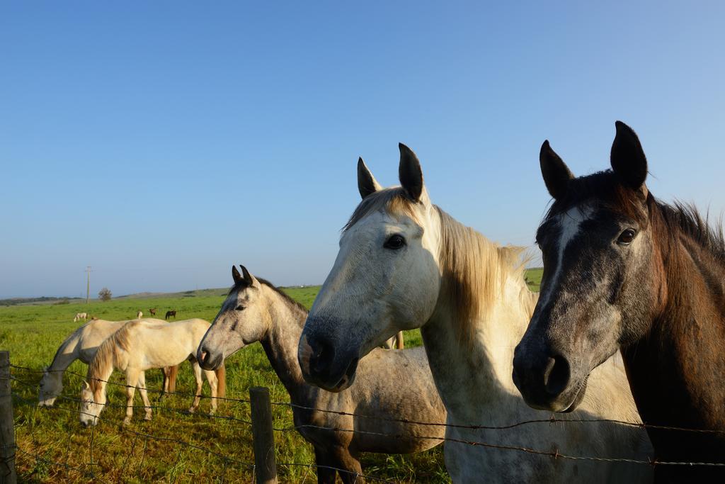 Herdade Do Pessegueiro بورتو كوفو المظهر الخارجي الصورة
